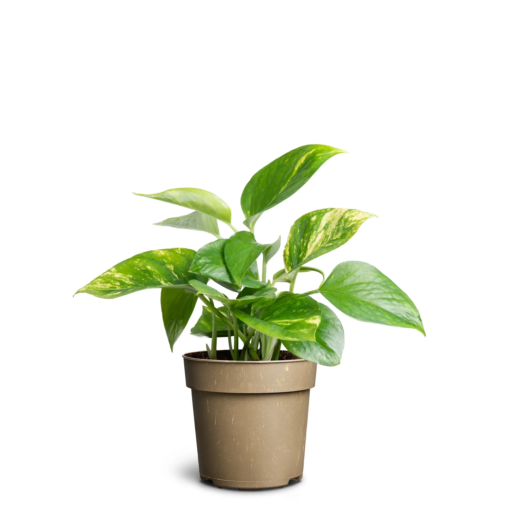 Epipremnum aureum Gullranke Høyde 20 cm