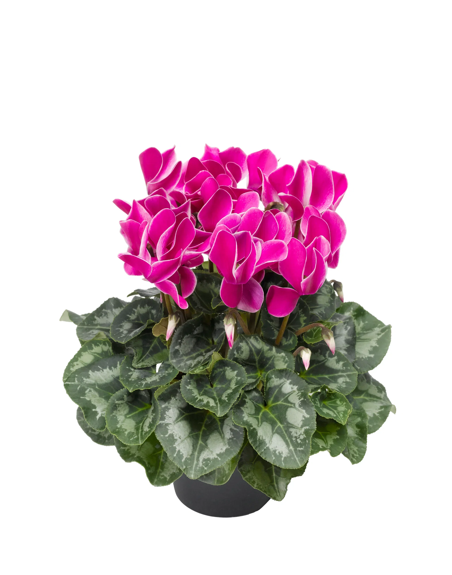 Cyclamen Purple 12 cm Alpefiol Ø12 cm