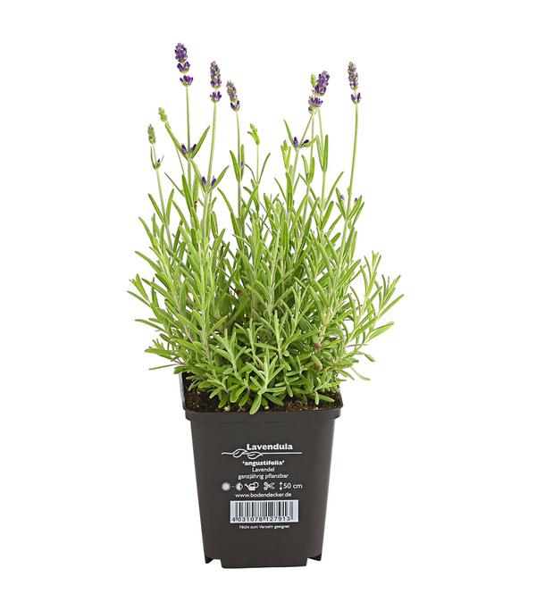 Lavendel 'Hidcote'