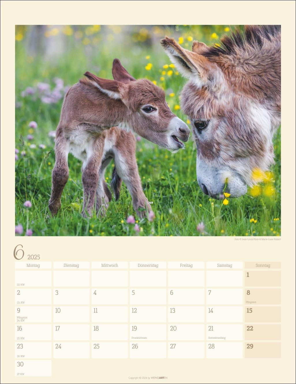 Esel Kalender 2025