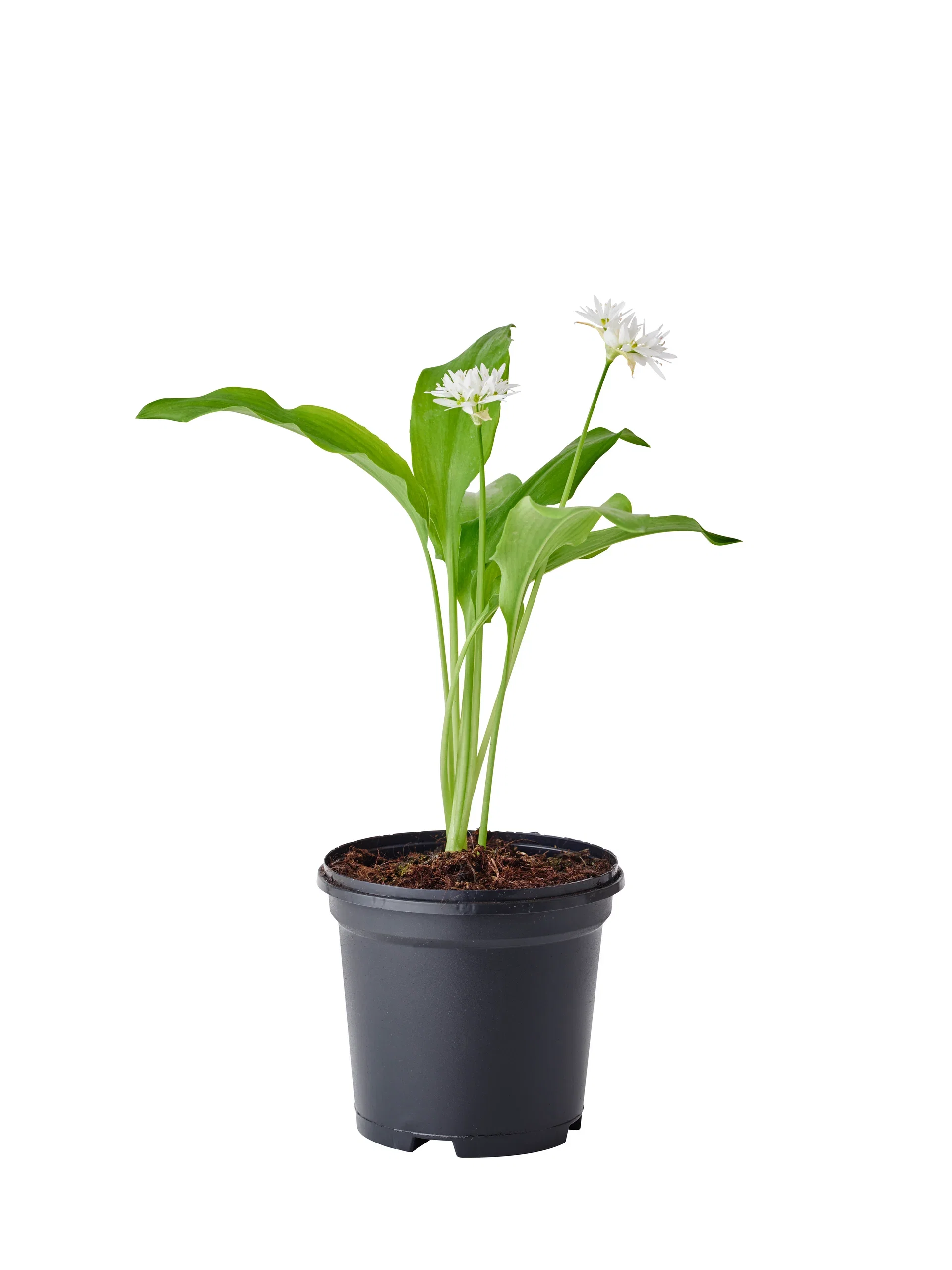 Allium ursinum Ramsløk Ø11 cm