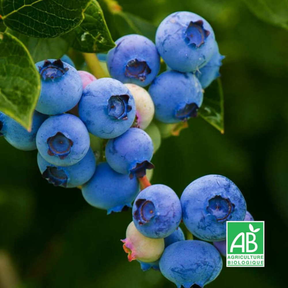 Myrtillier 'berkeley' bio - godet 9cm - taille 20/40cm