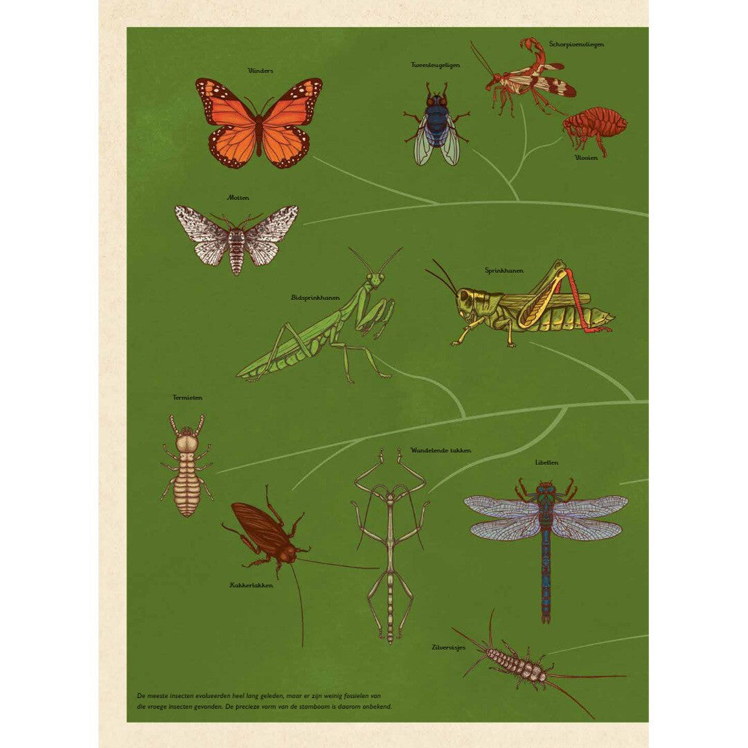 Uitgeverij lannoo insecten