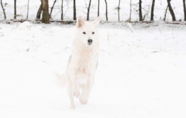 Husky Schlittenfahrt Neu Benthen