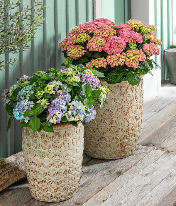 Bauern-Hortensie, ca. 30-40 cm