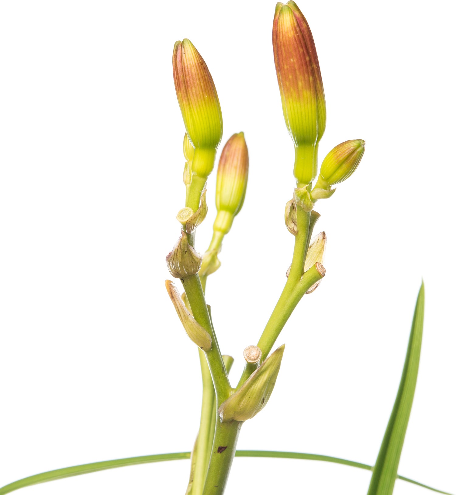 Daglelie (Hemerocallis 'Summer Wine') D 11 H 10 cm