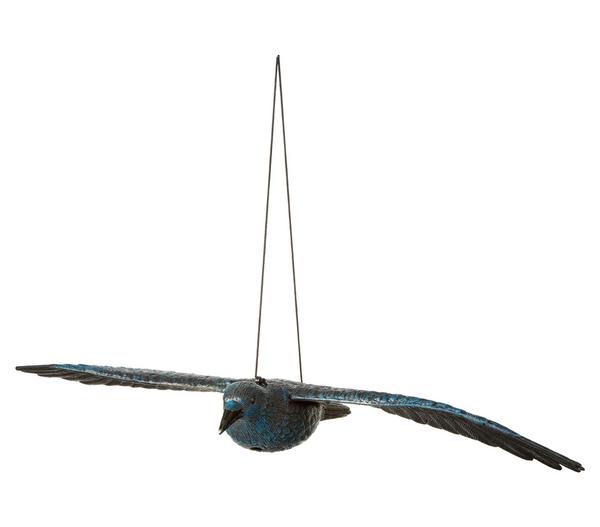 Dehner Rabe, fliegend