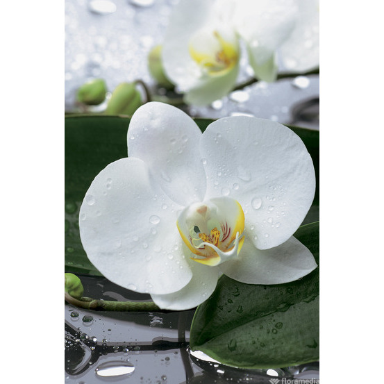 Orchidée Phalaenopsis 2 tiges - pot D.12 cm