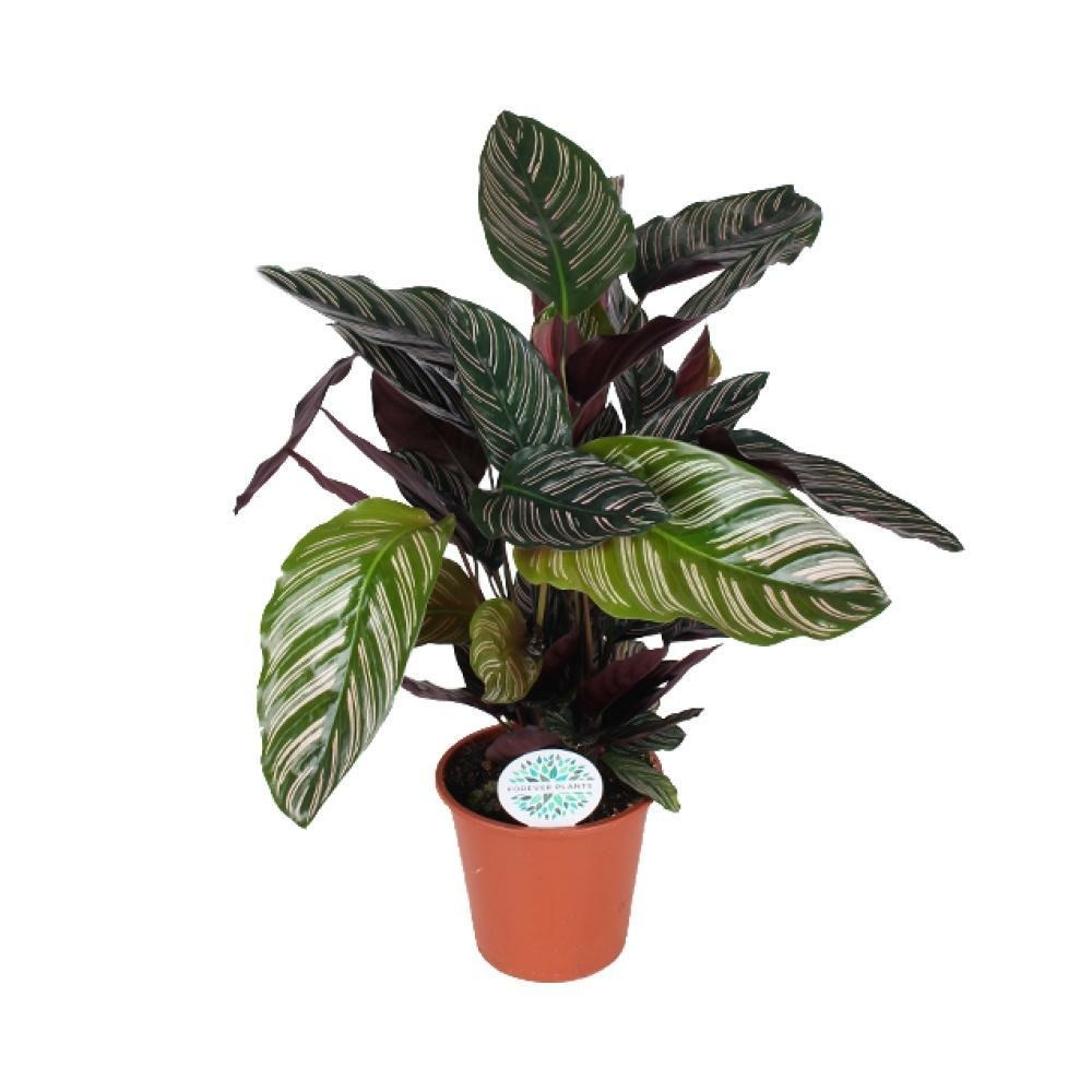 Plante d'intérieur - calathea ornata 50.0cm