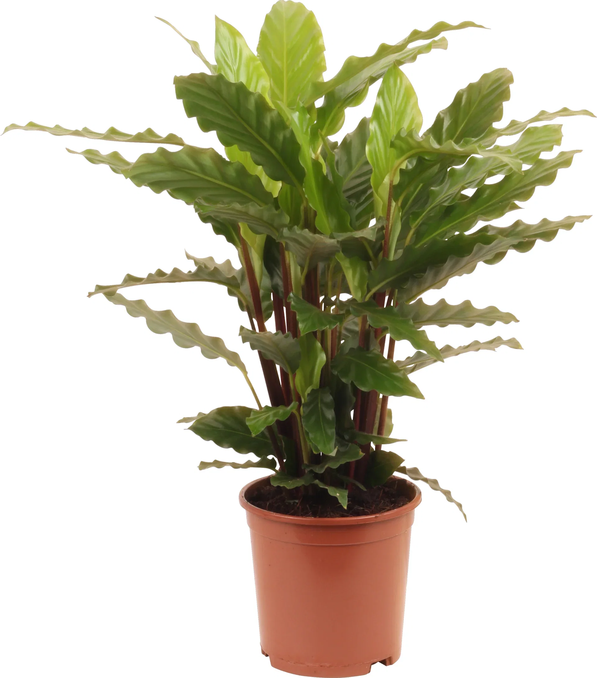 Goeppertia rufibarba 'Miroscha' Calathea rufibarba 'Miroscha' Høyde 50 cm