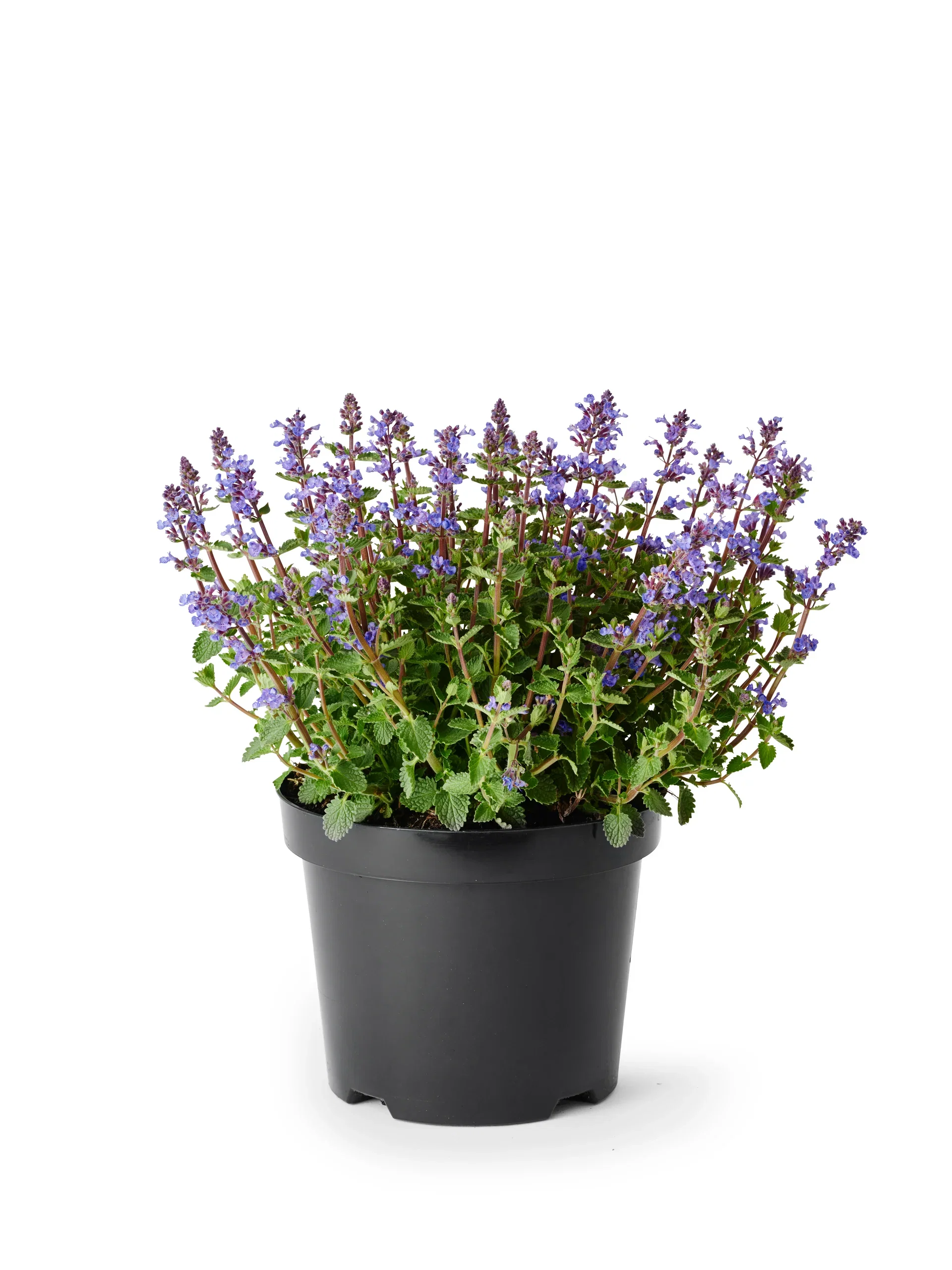 Nepeta x faassenii 'Purrsian Blue' Prydkattemynte 'Purrsian Blue' Ø19 cm