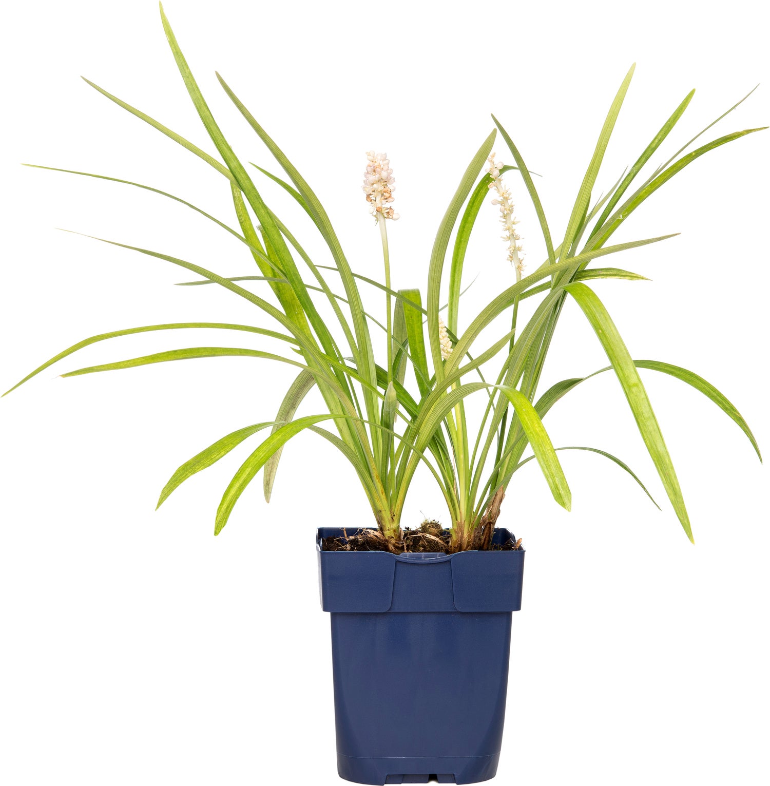 Leliegras (Liriope muscari 'Monroe White) D 11 H 10 cm
