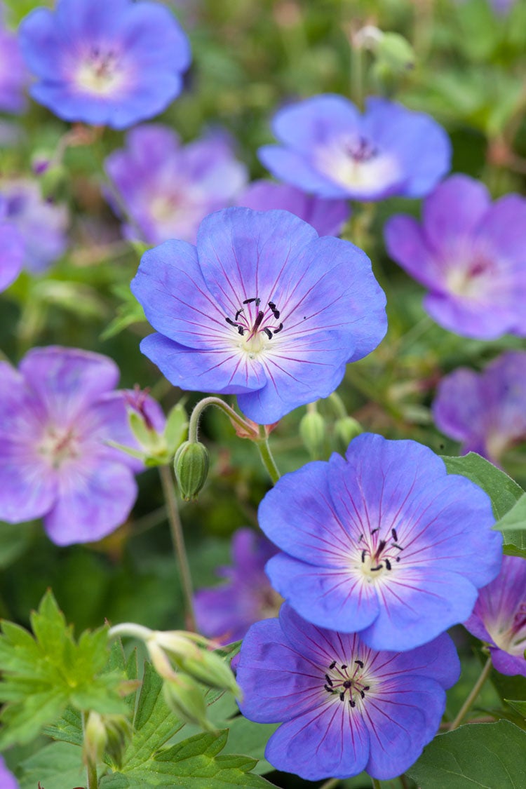 Ooievaarsbek (Geranium incanum 'Johnson's Blue') D 11 H 10 cm
