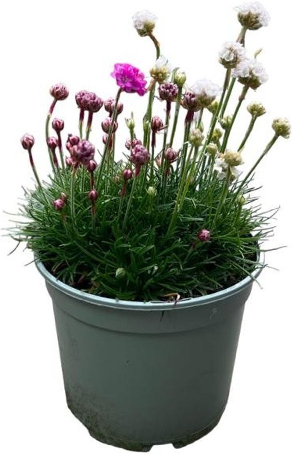 Engels gras (Armeria 'Duo') D 17 H 20 cm