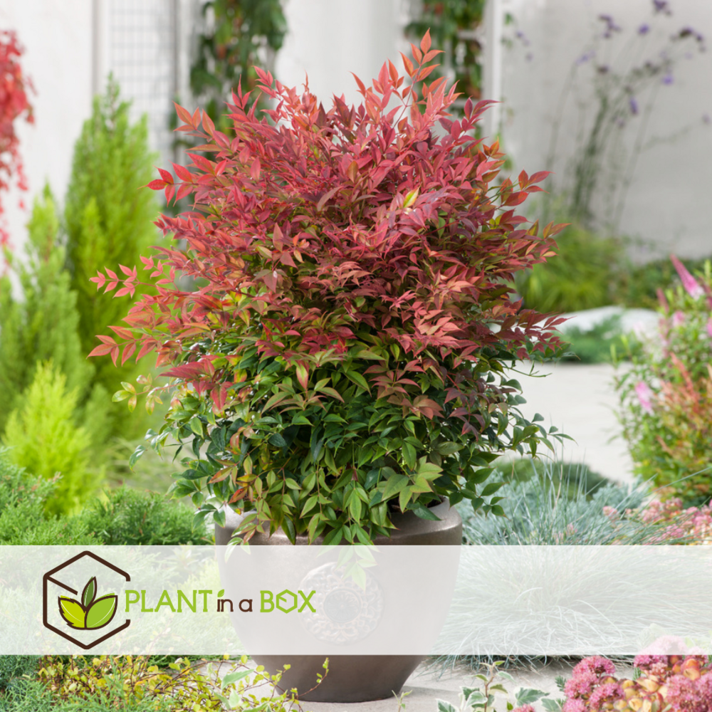 Nandina obsessed - ensemble de 2 - pot 17cm - hauteur 25-40cm