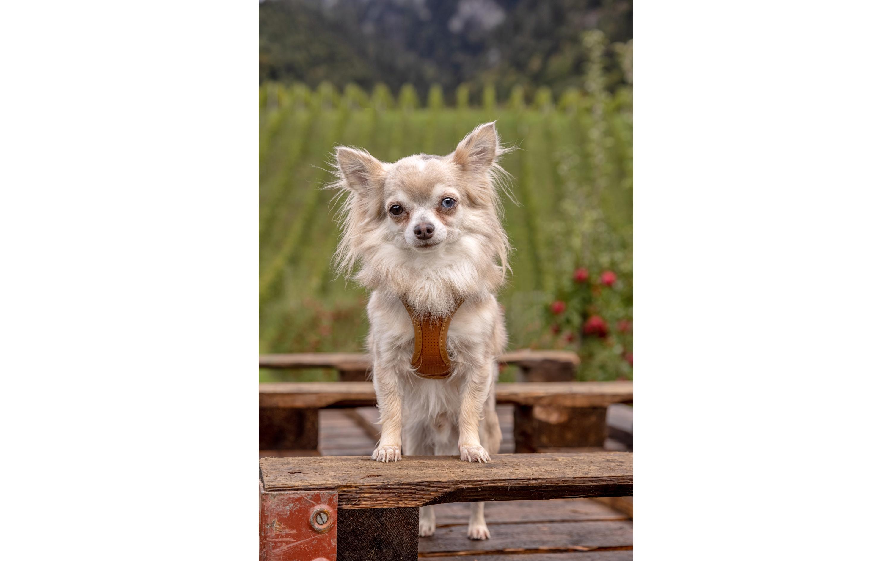 Geschirr Apfelleder, 3XS, BraunHundegeschirr
