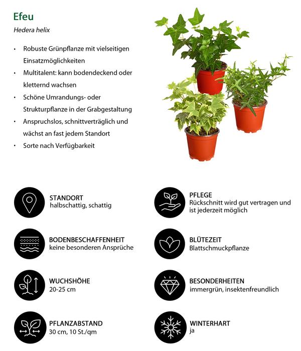 Efeu, verschiedene Sorten