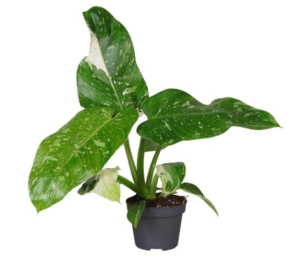 Baumfreund - Philodendron 'Jose Buono'