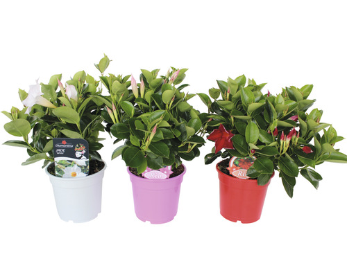 Dipladenia, Mandevilla rood FloraSelf H 10-12 cm Ø 10,5 cm pot