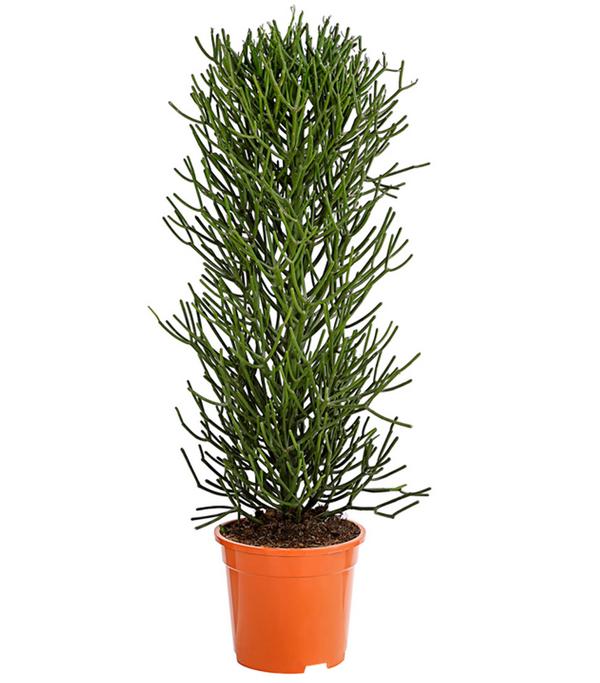 Bleistiftbaum - Euphorbia tirucalli