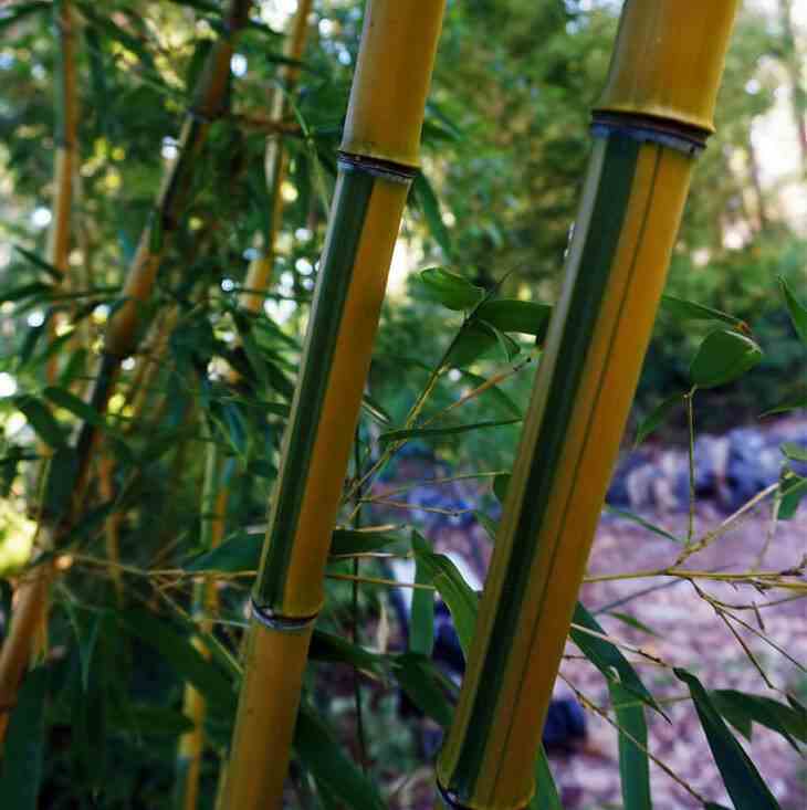 Phyllostachys aureosulcata spectabilis taille pot de 10 litres ? 120/140 cm