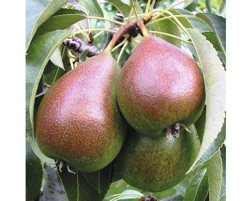 Biologische zomerpeer, FloraSelf biologische Pyrus communis 'Gute Luise', stamhoogte 60 cm, totale hoogte ca. 130-150 cm, 7,5 L container, struik