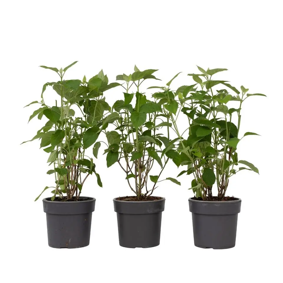 Bolhortensia - Set van 3 - Hydrangea 'Strong Annabelle' - Hoogte 30-40cm - ⌀19cm