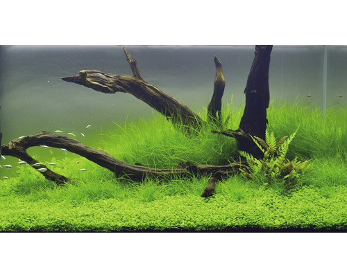 Naaldrichels - Eleocharis acicularis