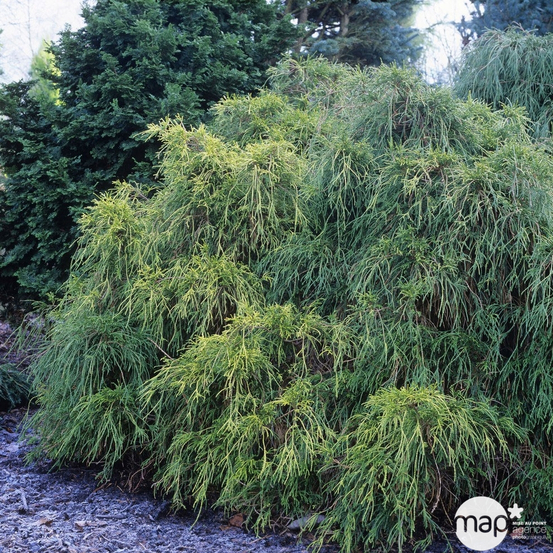 Chamaecyparis pisifera Sungold : pot 3L - H. 30/40 cm