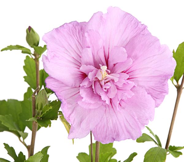 Hibiskus 'Lavender Chiffon®' - Garten-Eibisch