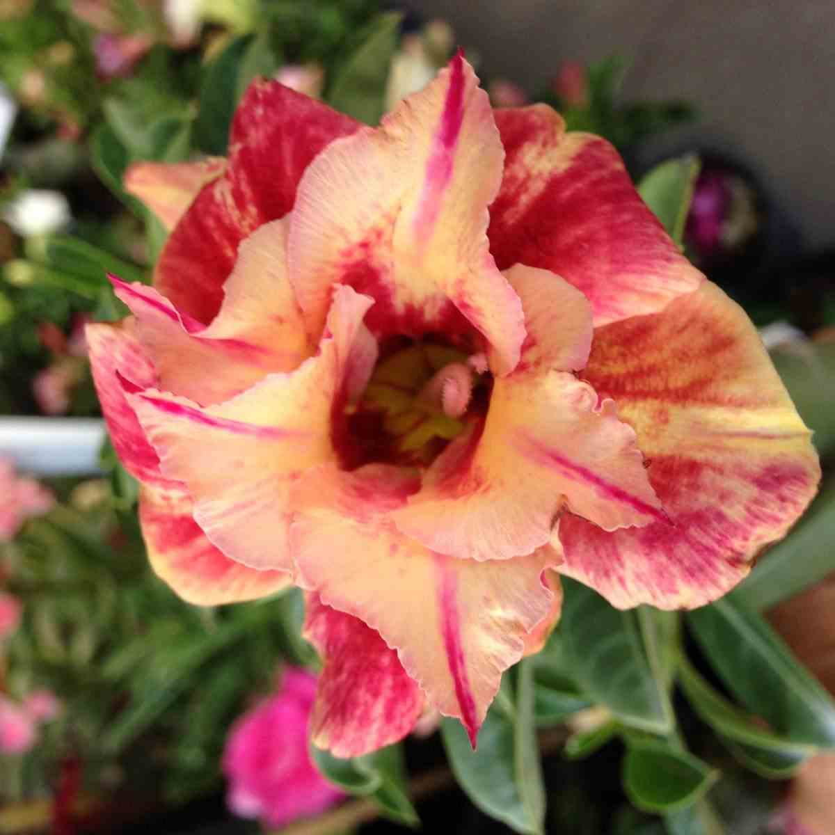 Adenium obesum cv.maree r orange - taille caudex d'environ 2000g 25/30cm très gros caudex