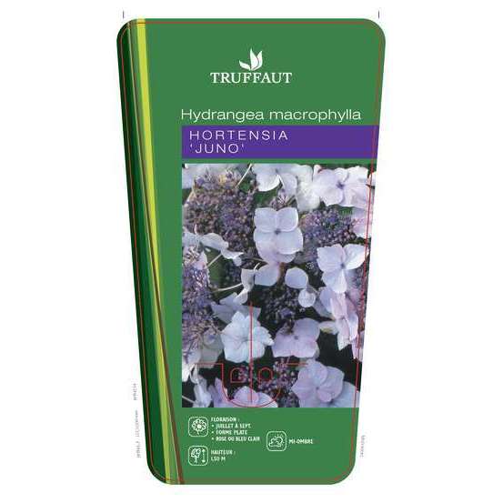 Hydrangea 'Juno', ctr 3 L