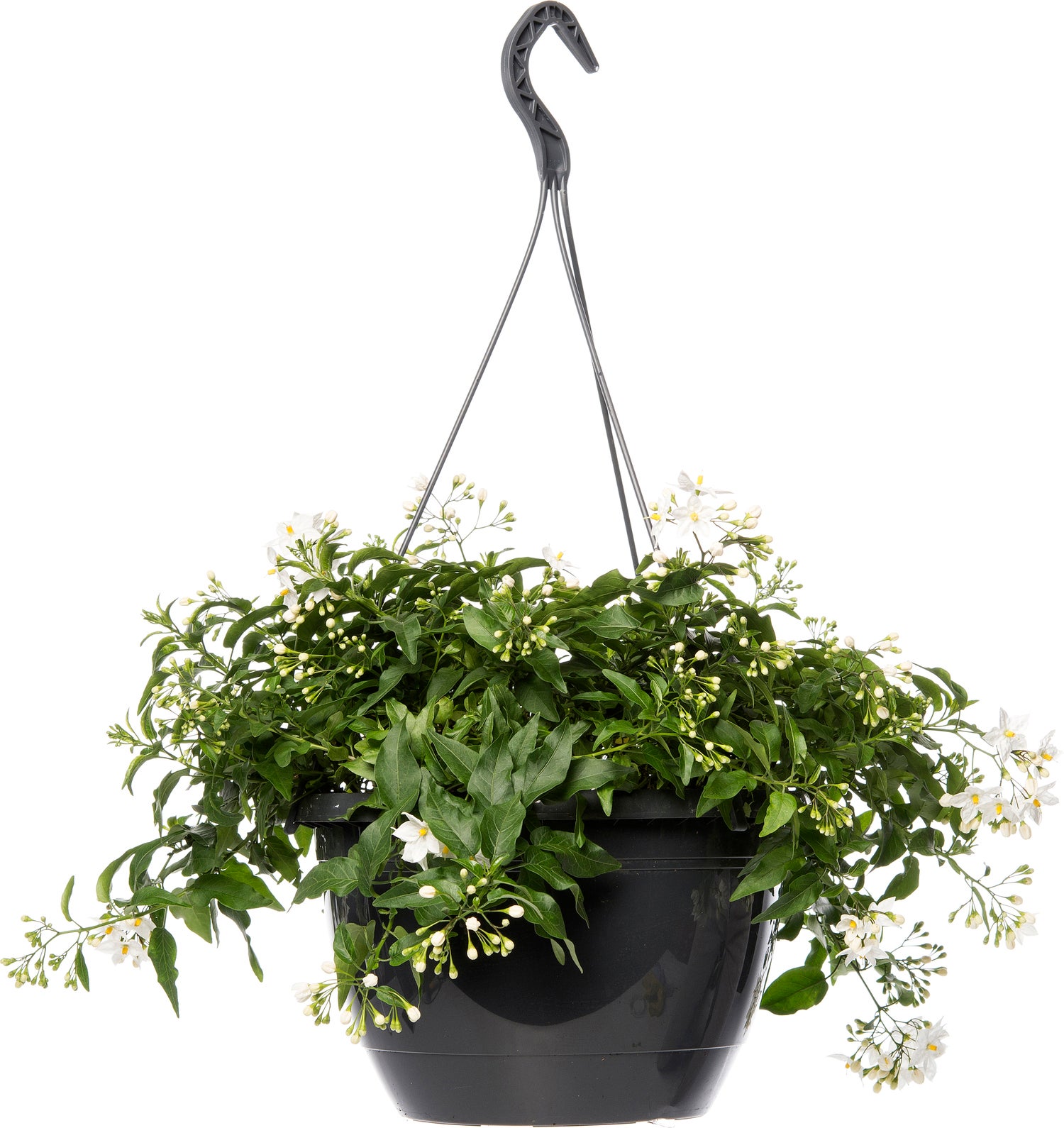 Nachtschade in hangpot (Solanum jasminoides) D 27 H 40 cm