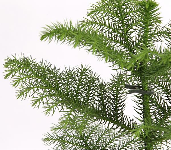 Zimmertanne - Araucaria heterophylla