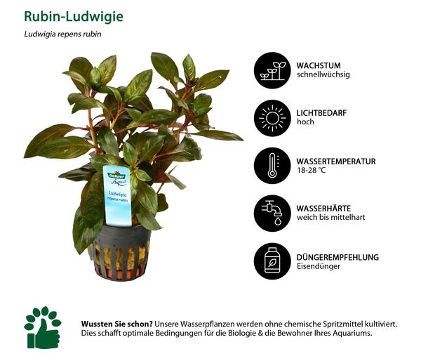 Dehner Aqua Rubin-Ludwigie - Ludwigia repens