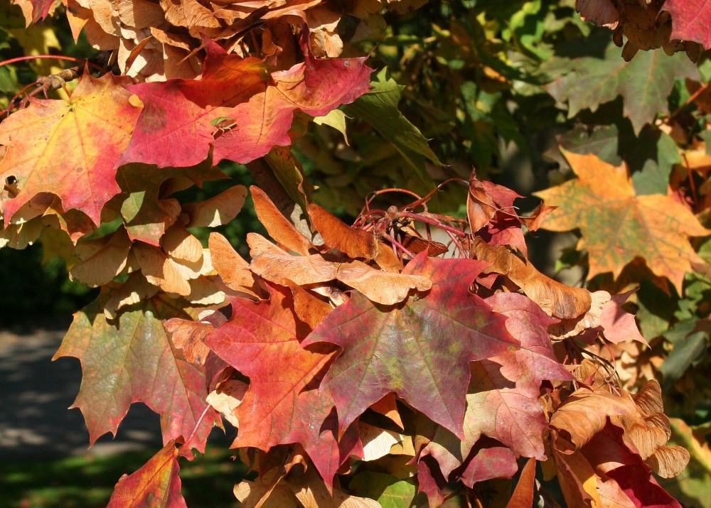 Jardin dans le sac - erable rouge - 20 graines - acer rubrum