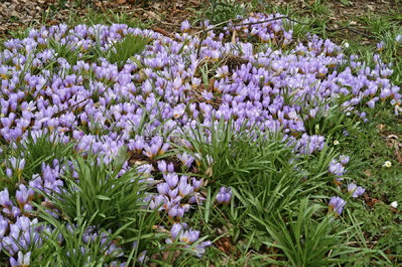 Crocus x hybridus 'Advance' Krokus 'Advance'
