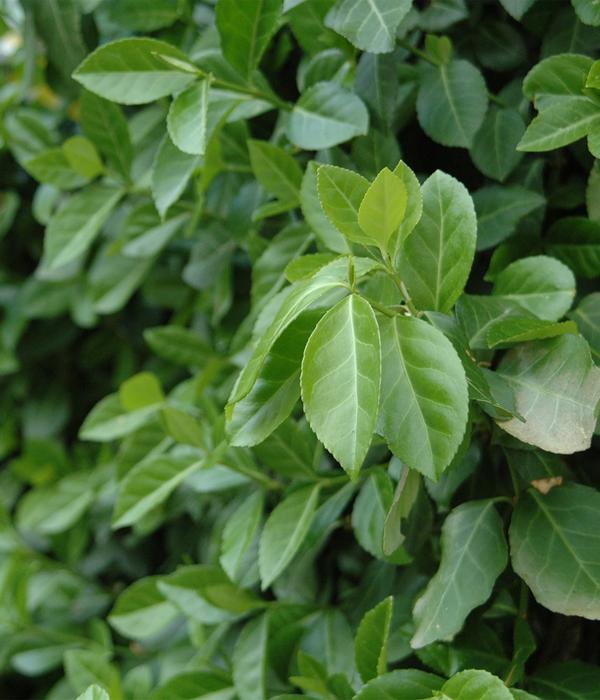 Hecke am laufenden Meter® Kletternder