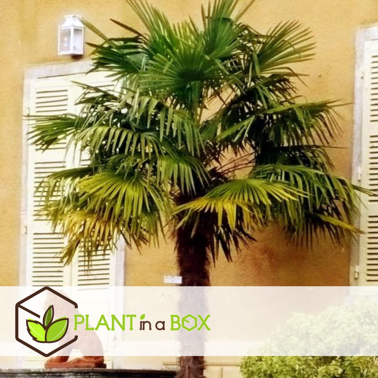 Trachycarpus fortunei - set de 2 - palmier éventail - pot 21cm - hauteur 65-75cm