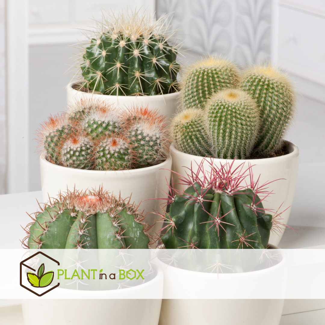Mélange de mini cactus - mélange de 12 pièces - pot 5.5cm - hauteur 5-10cm