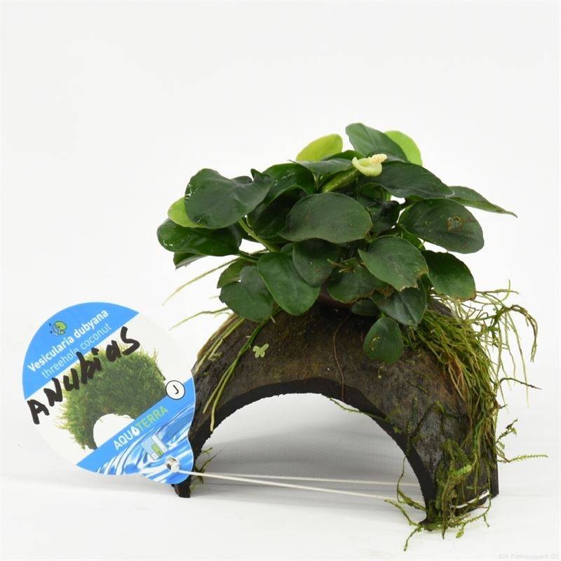 Waterplant 3-gaats kokosnoot met anubias