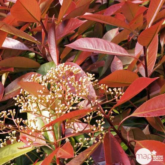 Photinia red Robin : H40/60cm 5L
