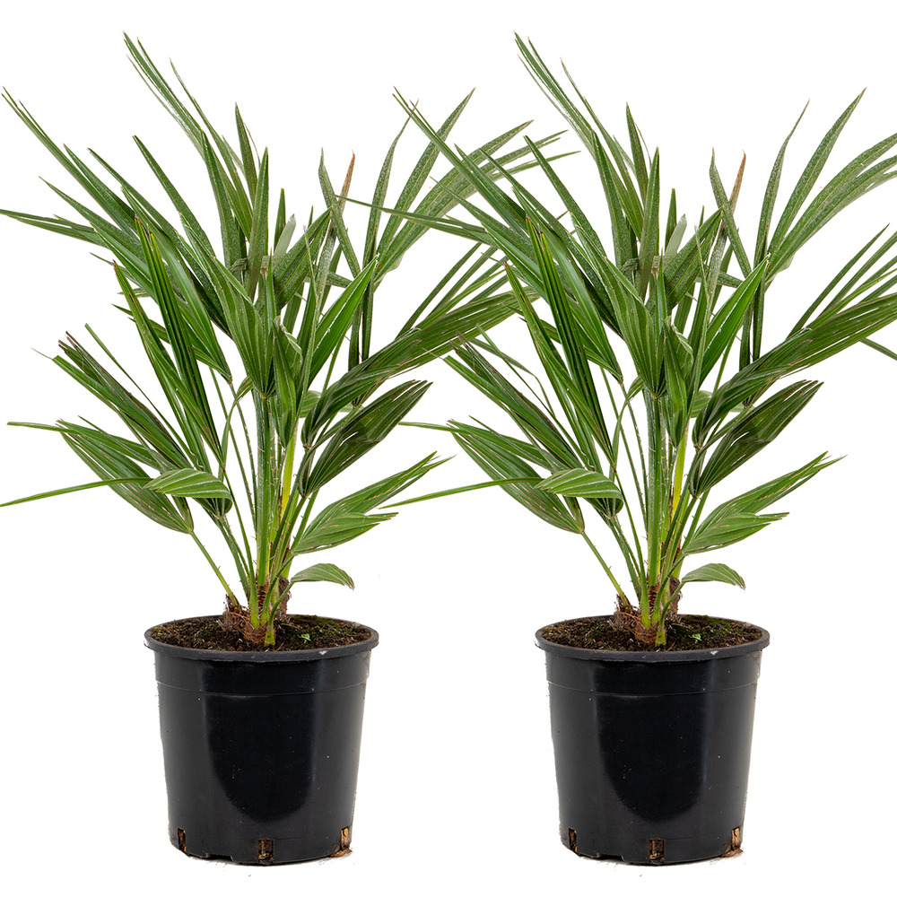 2x chamaerops 'humilis' – palmier nain européen – rustique – ⌀19 cm - ↕50-65 cm