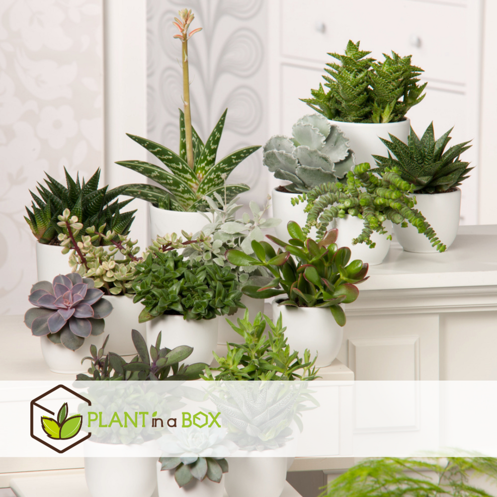 Mini succulent - mélange de 6 pièces de succulentes - pot 5,5cm - hauteur 5-10cm