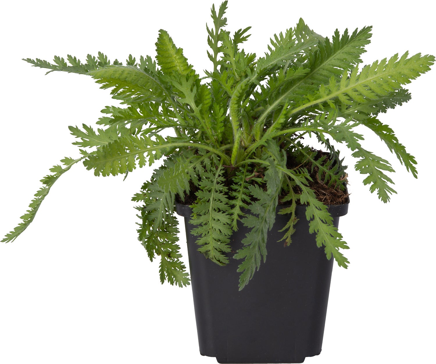 Hoog Duizendblad (Achillea filipendulina 'Parker's Variety') D 9 H 10 cm