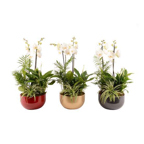 Compo Noël Orchidée & 4 plantes