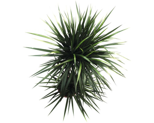 Kamerplanten Groen Mix FloraSelf H 120-140 cm Ø 24 cm Pot diverse soorten 1 st.