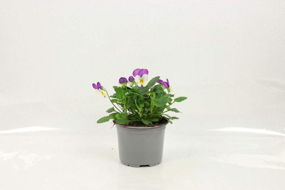 Plant de viola cornuta pot 10,5 cm