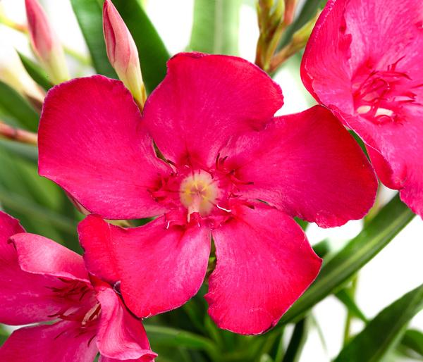 Oleander, Busch, verschiedene Farben