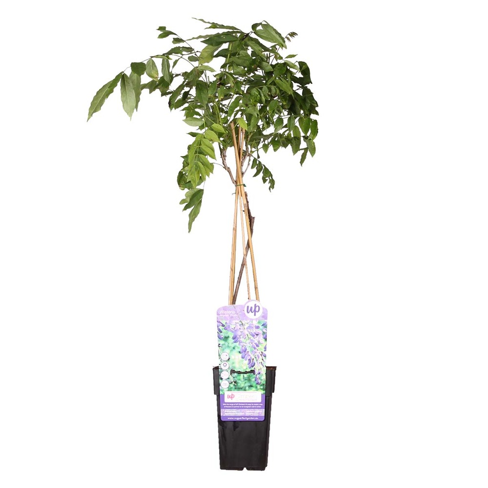 Wisteria sinensis prolifique – glycine – plante grimpante – peu d'entretien - ⌀15 cm - ↕60-70 cm
